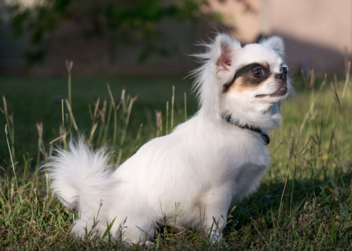 Types of Chihuahua: Apple-Shaped Chihuahua