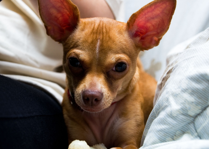Types of Chihuahua: Deer-Shaped Chihuahua