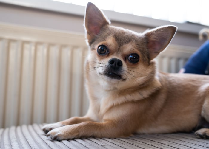 Types of Chihuahua: Fawn Chihuahua
