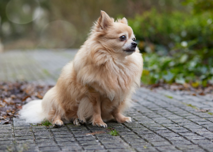 Types of Chihuahua: Long-Haired Chihuahua (Rough coat)