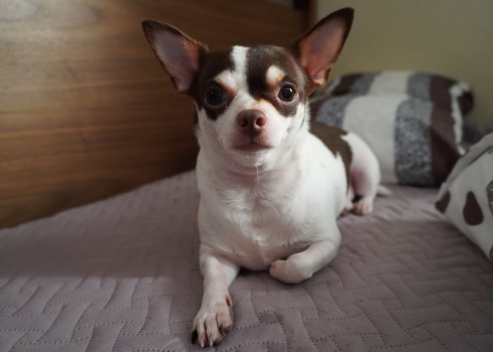 Types of Chihuahua: Pear-Shaped Chihuahua