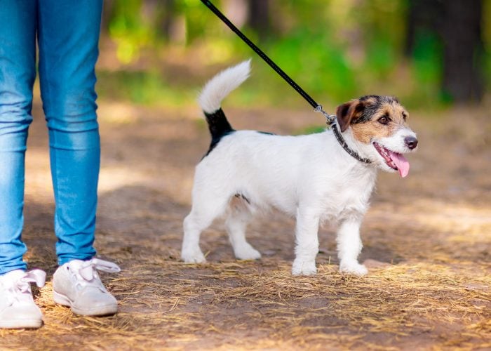 Keep Your Pooch On Their Leash When Outdoors