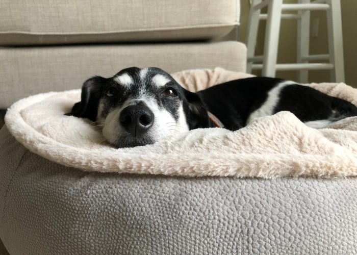 Senior Dog Tip #3: Dog Beds for Cozier Sleep