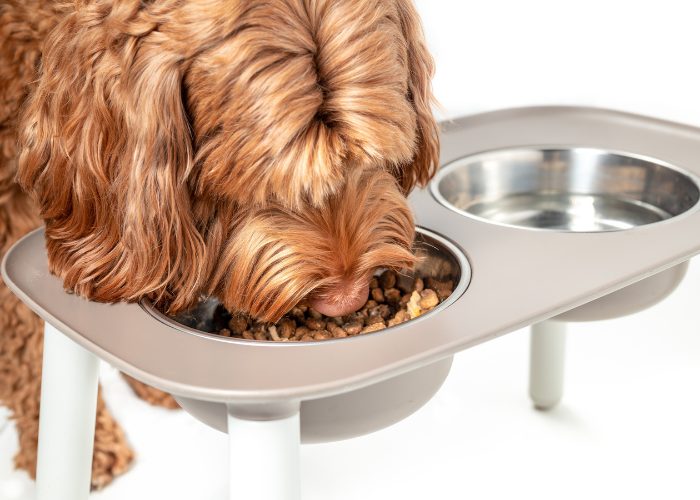 Senior Dog Tip #7: Elevated Feeders For Comfortable Eating