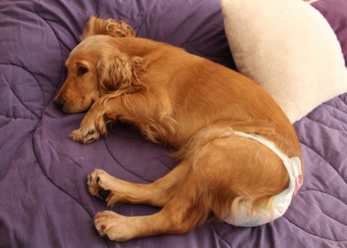 Senior Dog Tip #6: Diapers and Pads For Bathroom Problems