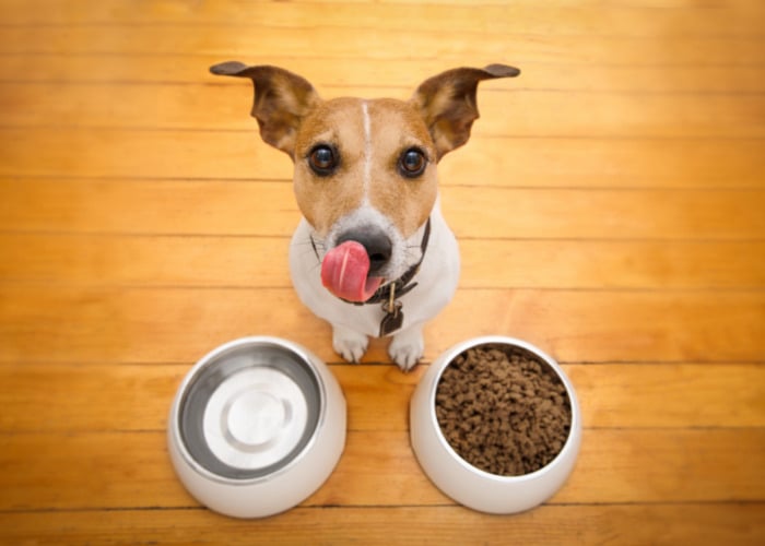 Natural Diuretics for Dogs and Their Effects: Dog In Front of Food and Water Bowl