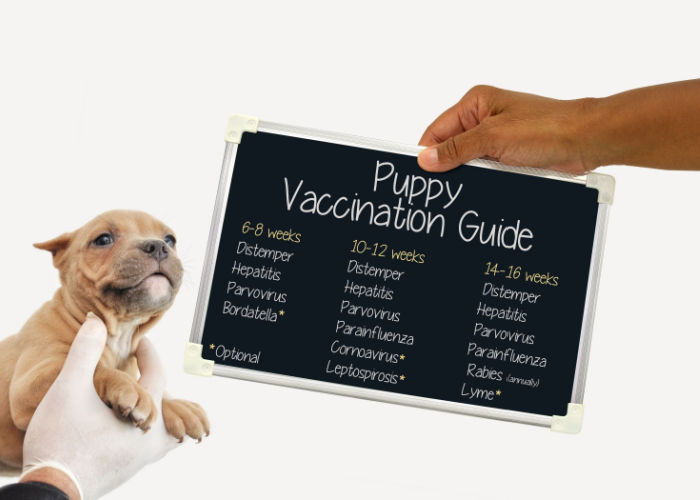 vaccination for puppies to prevent dog park dangers