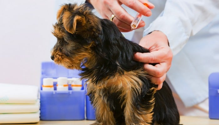 Puppy Vaccines