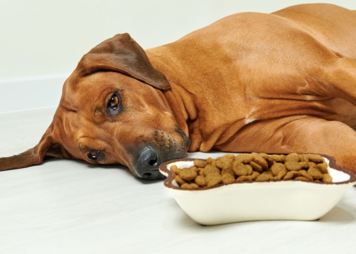 what feed dogs with myeloma