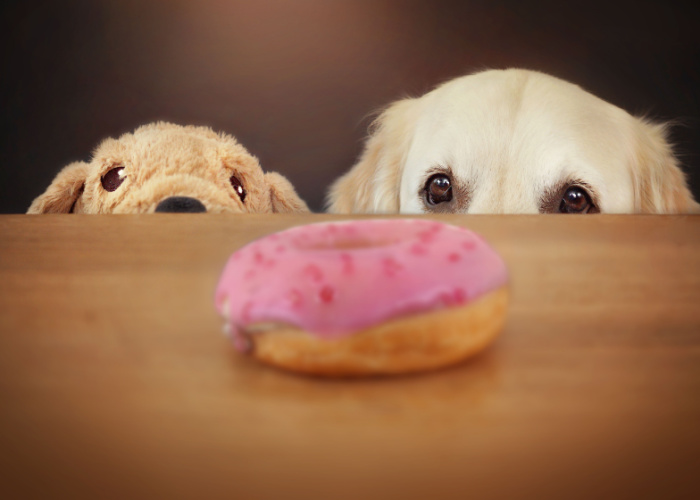 What Happens if My Dog Eats a Donut