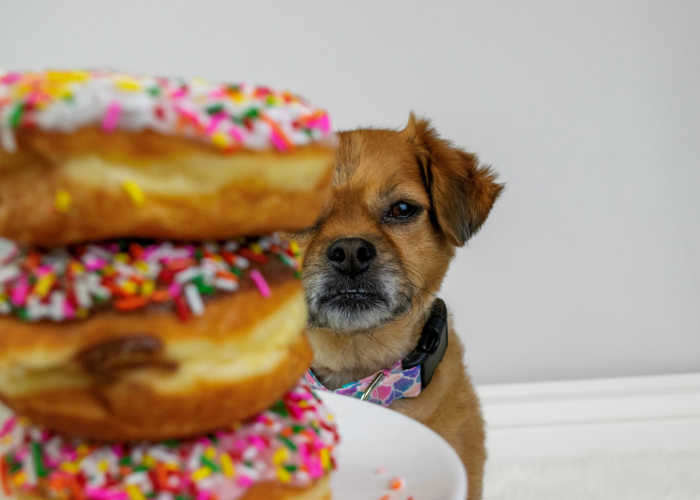 What Should I Do If My Dog Ate a Donut