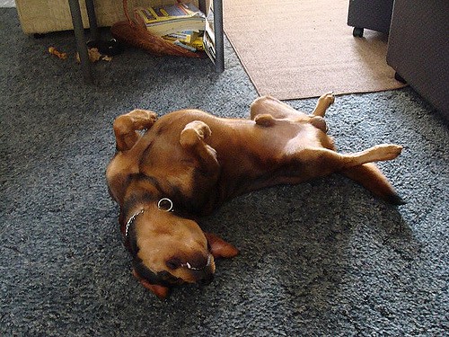 What Your Dog's Sleeping Position Says About Him