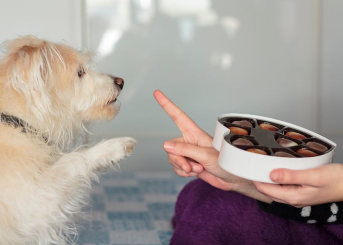 Why is chocolate bad for dogs