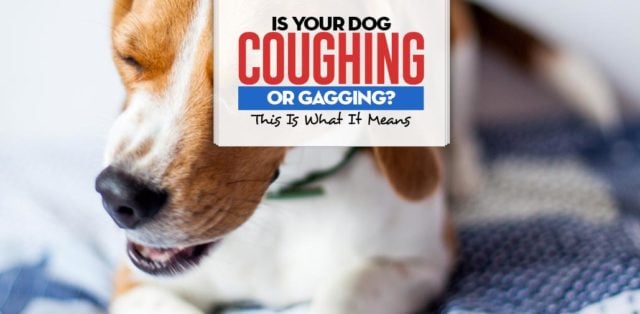 Why Is Your Dog Coughing and Gagging