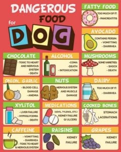 Worst Human Foods Dogs Cant Eat