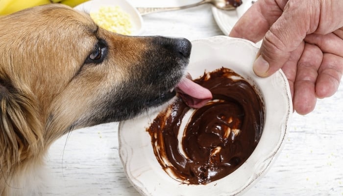 Worst Human Foods for Dogs