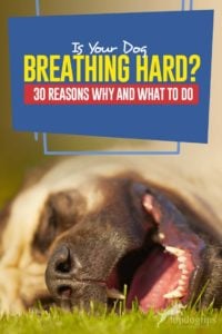 Your Dog Dog Breathing Hard - 30 Reasons Why and What to Do