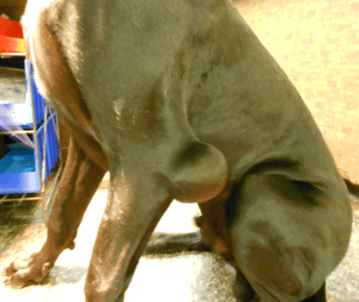 Classical appearance of elbow hygromas in dogs image by marvistavet.com