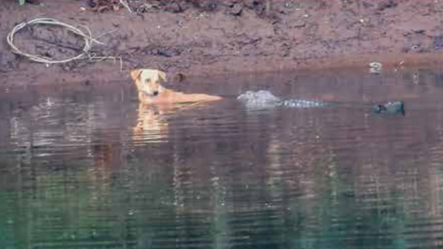 Dog saved by crocodiles in India