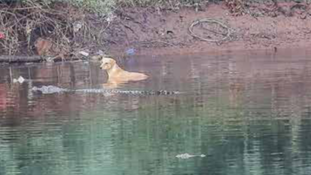 Young dog being approached by Mugger crocodile in Savitri River