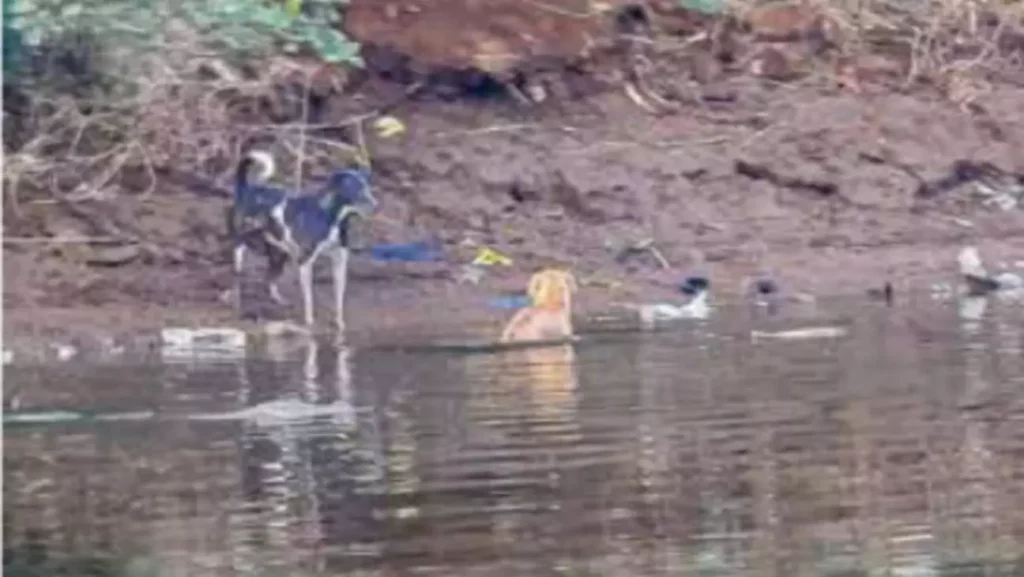 Young dog escaping a feral canine by jumping in the river